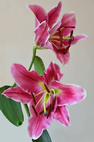 Oriental Lilies Have Been Cultivated Hybridized Horticulturists 3000 Years Often — Stock Photo, Image