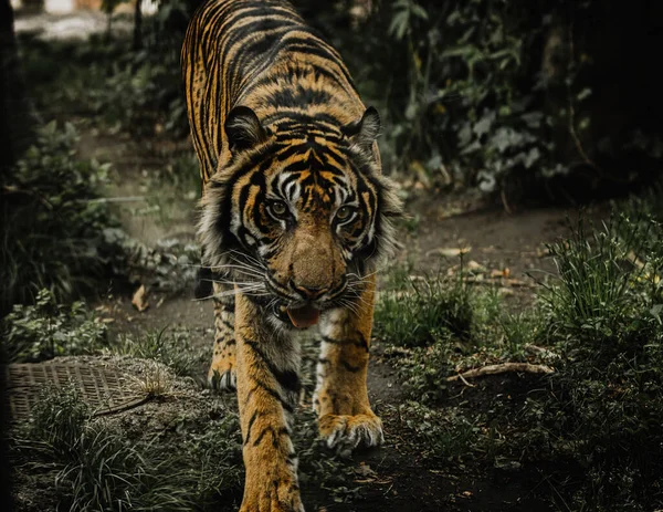 Primer Plano Tigre Sumatra Caminando Sobre Hierba Verde Zoológico Ueno — Foto de Stock