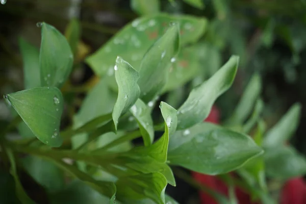 Eine Vertikale Aufnahme Junger Grüner Wirtspflanzen Die Einem Garten Wachsen — Stockfoto