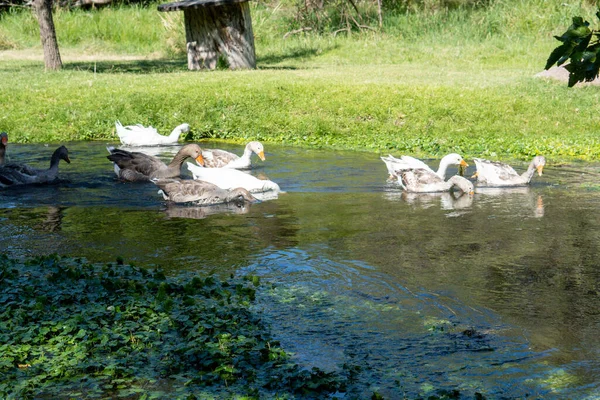 Die Wildenten Auf Dem See Park — Stockfoto