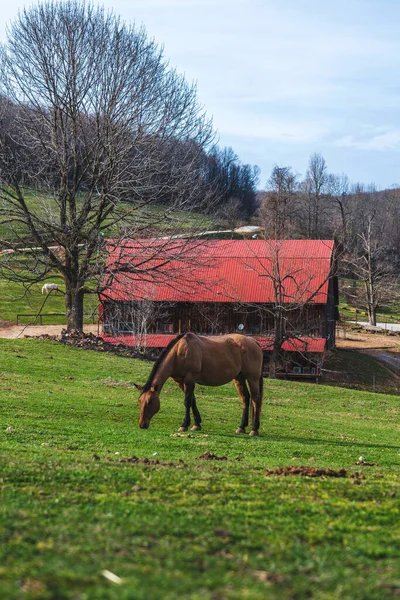 Vertical Shot Brown Horse Horseshoe Canyon Ranch Ozark Mountains Arkansas — Stock Photo, Image