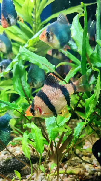 Ein Sumatra Barbus Streifenfisch Schwimmt Aquarium — Stockfoto