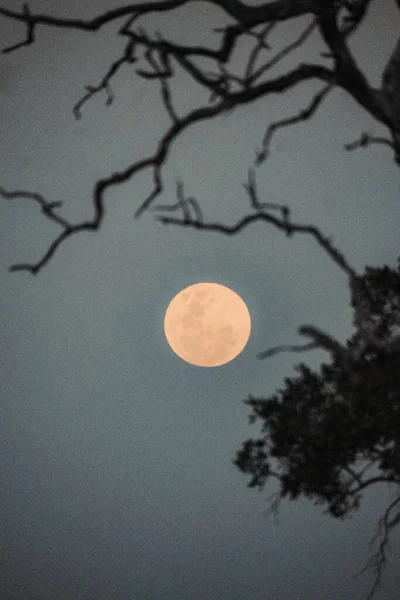 Tiro Vertical Lua Uma Árvore África Sul — Fotografia de Stock