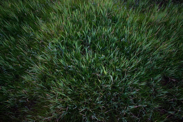 Bunch Fresh Green Grass — Stock Photo, Image