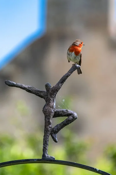 Robin Debout Dans Jardin Oiseau Portrait — Photo