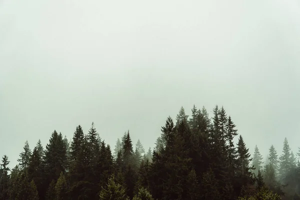 Beautiful Shot Green Forest Treetops Misty Day — Stock Photo, Image