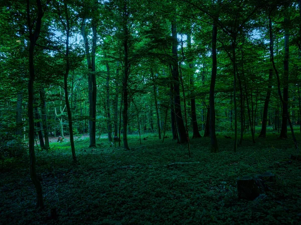 Une Forêt Vert Foncé Avec Sous Bois Épais Minces Arbres — Photo