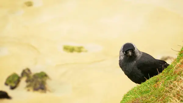 Selektiv Fokusbild Western Jackdaw Fågel — Stockfoto