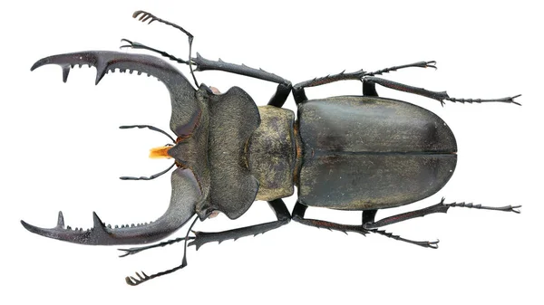 マクロレンズで撮影された白地に単離されたクワガタムシ標本の昆虫コレクション — ストック写真