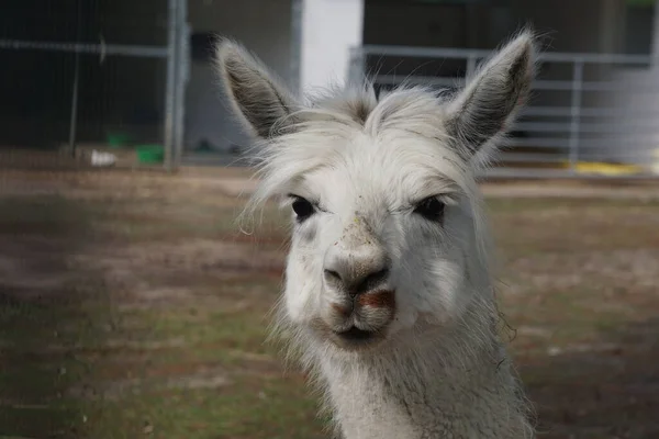 Plan Rapproché Une Tête Alpaga Dans Une Ferme — Photo