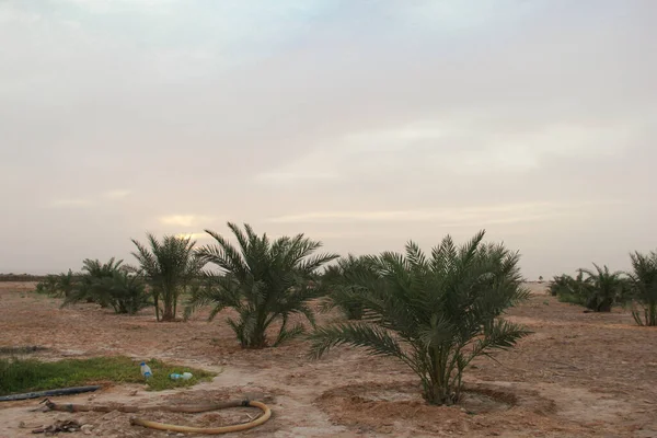 Una Vista Panorámica Palmeras Durante Atardecer —  Fotos de Stock