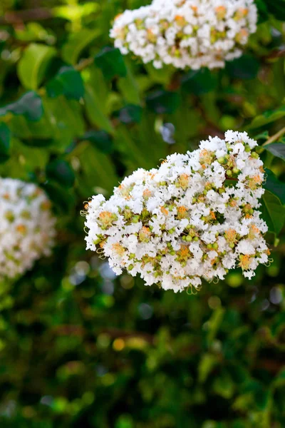 Witte Bloemen Van Crape Mirte Boom — Stockfoto