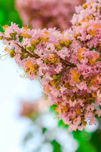 Розовые Цветы Крабового Мирта — стоковое фото