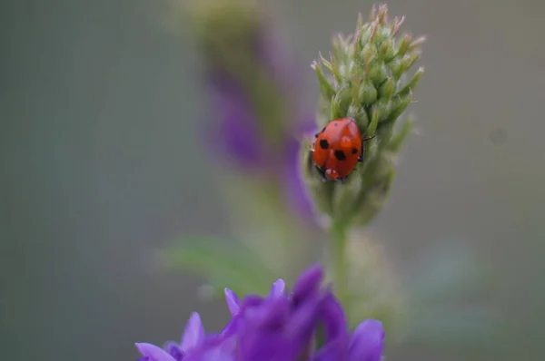 Shallow Focus Shot Ladybug Green Buds — Stock Photo, Image