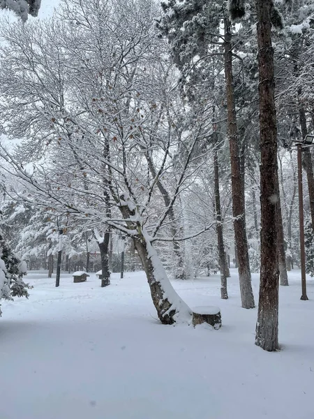 Μια Κάθετη Λήψη Του Χιονισμένου Δημόσιου Πάρκου Μια Χειμωνιάτικη Μέρα — Φωτογραφία Αρχείου