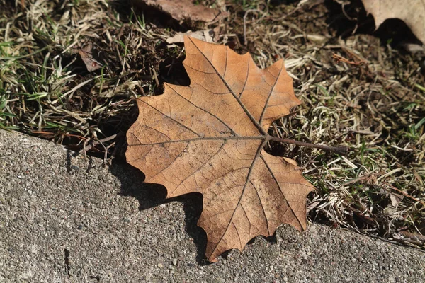 Μια Κορυφαία Άποψη Του Πεσμένου Αμερικανικού Φύλλου Sycamore Στο Έδαφος — Φωτογραφία Αρχείου