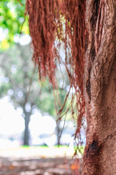 Vertical Shot Tropical Banyan Tree — Stock Photo, Image