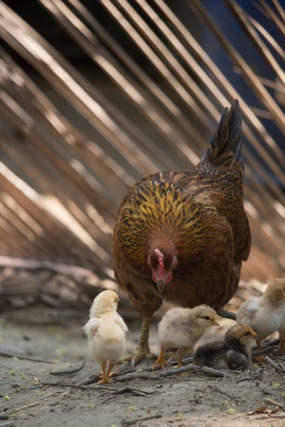 Beautiful Portrait Cute Baby Chicks — Photo