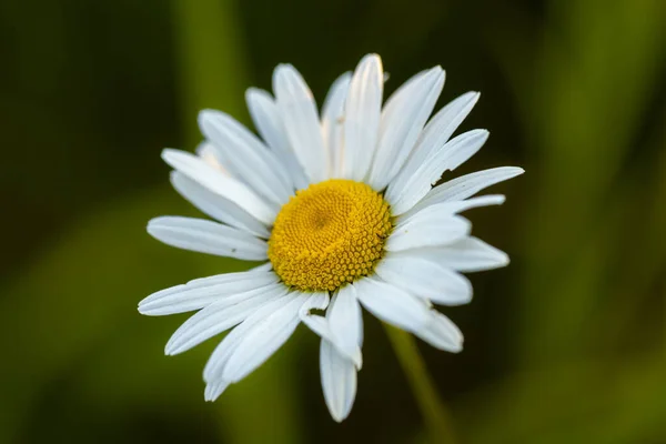 一朵常见的菊花的特写 被模糊的绿色背景隔开 — 图库照片