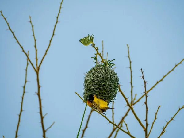 Black Headed Weaver Bird Top Its Nest Africa — Stock Photo, Image
