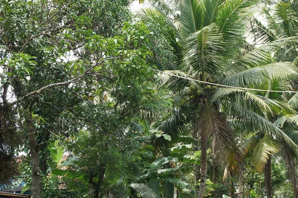 Une Belle Vue Sur Les Cocotiers Par Une Journée Ensoleillée — Photo