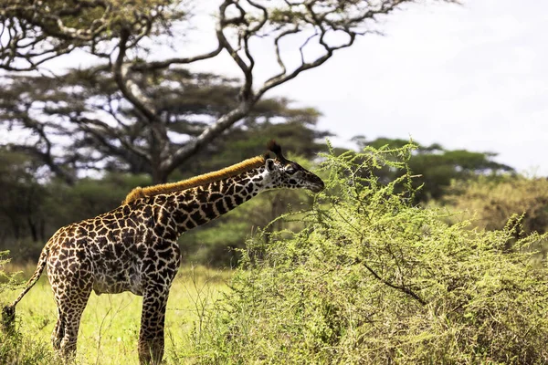 Jonge Giraffe Kalf Die Verse Acaciabladeren Eet Serengeti Tanzania — Stockfoto