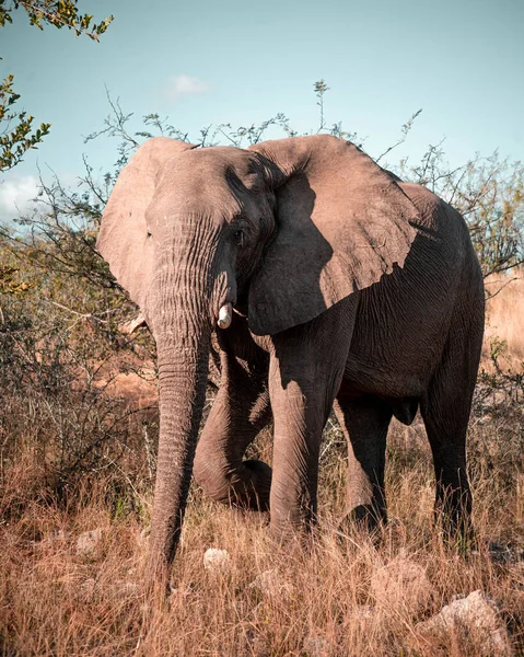 自然の風景の中に大きな象 — ストック写真