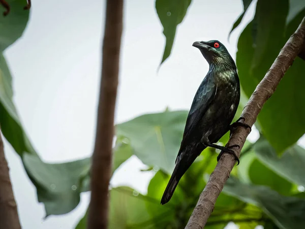 坐在树枝上的一只亚洲光滑的Starling — 图库照片
