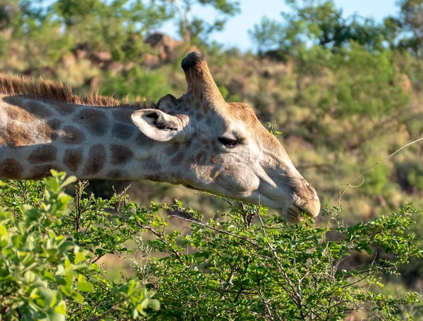 A beautiful shot of a giraffe in a huge area for safari in Africa