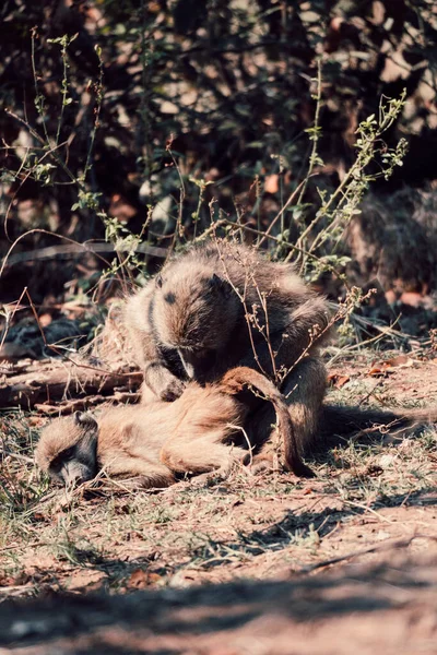 Disparo Vertical Mono Recogiendo Piojos Otro Mono Sudáfrica —  Fotos de Stock