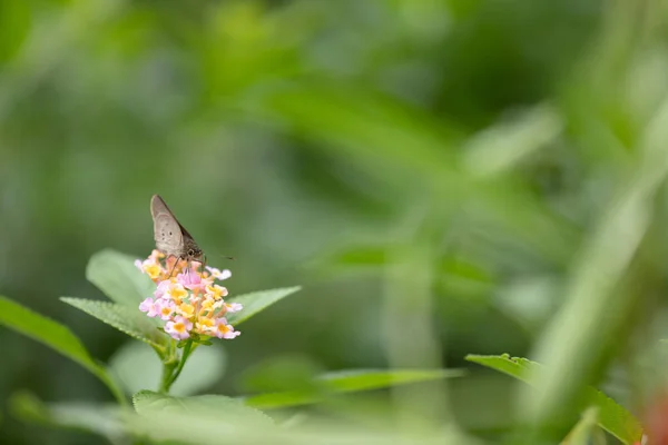 Mariposa Sentada Sobre Flor Recogiendo Polen Capturado Con Macro Lente —  Fotos de Stock