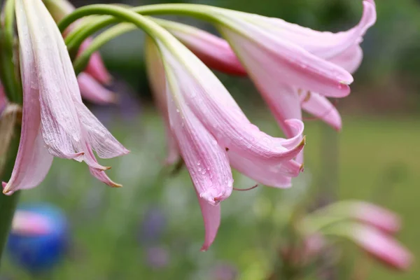 Detailní Záběr Růžové Crinum Žárovky Květiny Rozmazaném Pozadí — Stock fotografie