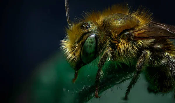 Makroaufnahme Einer Honigbiene Auf Einer Grünen Pflanze Auf Einem Unscharfen — Stockfoto