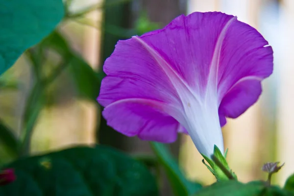 Primer Plano Una Flor Japonesa Púrpura Gloria Mañana Floreciendo Bajo —  Fotos de Stock