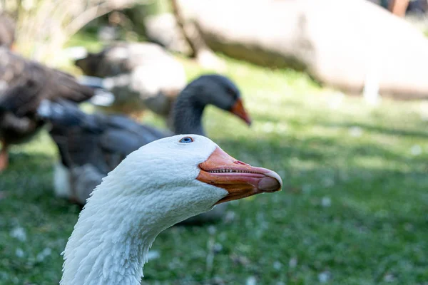 Closeup Shot White Goose Head Looking Blurred Background — Stock Photo, Image