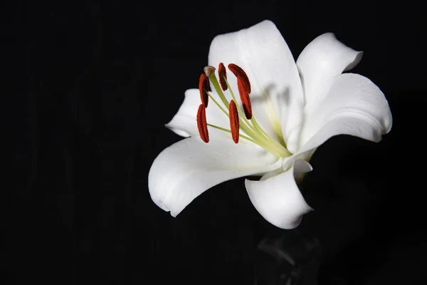 Close Flor Lírio Branco Uma Garrafa Vidro Fundo Preto — Fotografia de Stock