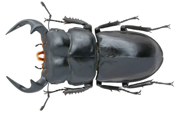 Colección Insectos Espécimen Escarabajo Ciervo Aislado Sobre Fondo Blanco Fotografiado —  Fotos de Stock