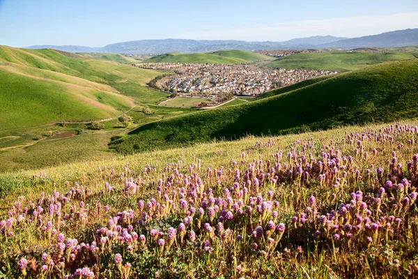 Una Vista Panoramica Campo Con Fiori Una Giornata Sole — Foto Stock