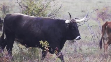 Evcil inekler tarlada otluyor.