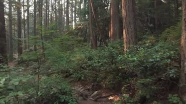 Vancouver, Kanada 'da Deep Cove' daki bir ormanda yeşil çam ağaçlarının manzarası