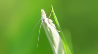 Crambus Perlella 'nın yeşil arka planlı normal bir odak görüntüsü.