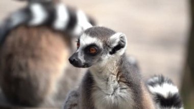Çevreye bakan halka kuyruklu lemur yakın çekim görüntüsü