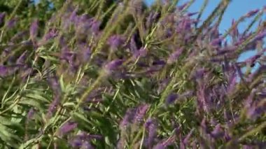 Lavendel im Park Rüzgâr Gibi Geçti