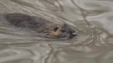 Suyun yüzeyinde yüzen bir hindistan cevizi