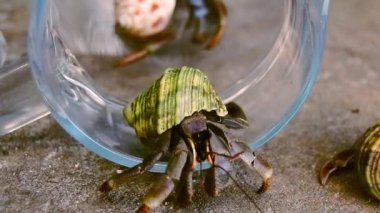 Çöpe atılmış cam bir kavanozdan çıkan bir keşiş yengeci görüntüsü.