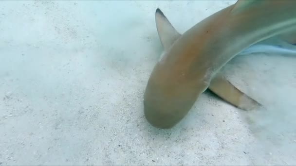Unterwasseraufnahme Von Stechrochen Und Schwarzspitzen Riffhaien Moorea Sued Pazifik — Vídeos de Stock