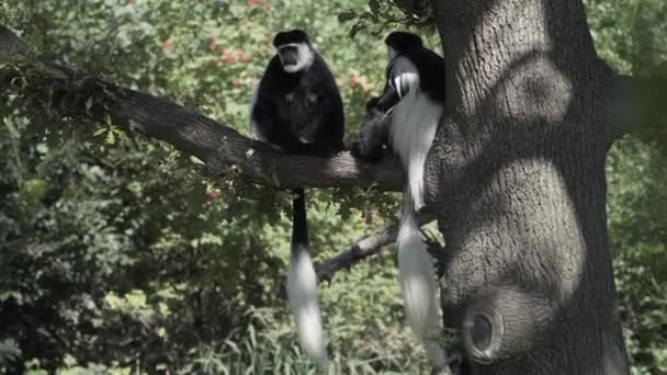 Adorable Black White Colobus Monkeys Sitting Tree Branch — Stock Video