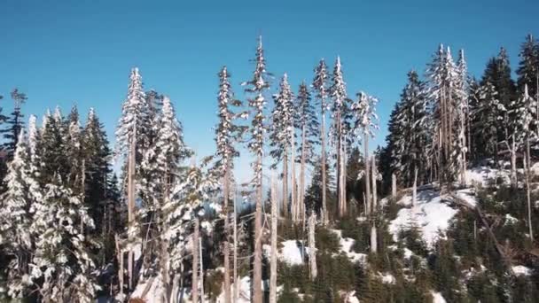 Una Vista Pájaro Montañas Nevadas Cubiertas Bosques Pinos Verdes Día — Vídeo de stock