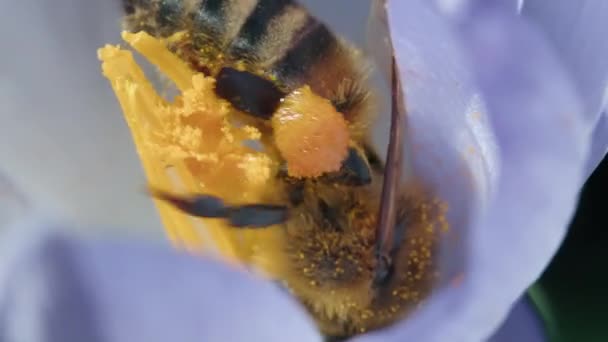 Uma Abelha Polinizando Uma Flor Vibrante — Vídeo de Stock