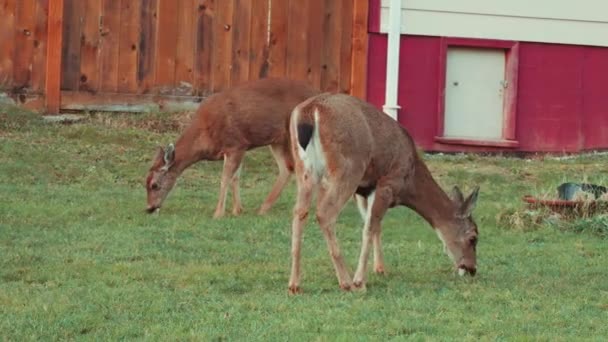 Zwei Schöne Braune Kolumbianische Schwarzschwanzhirsche Die Tagsüber Gras Weiden — Stockvideo